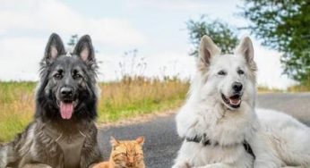收编后被牧羊犬带大　猫星人误认自己是只狗