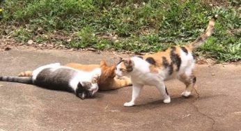 橘猫闯进后院，喂了他一次后，隔天把整个后宫都带来了！