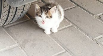 记一次和猫的故事