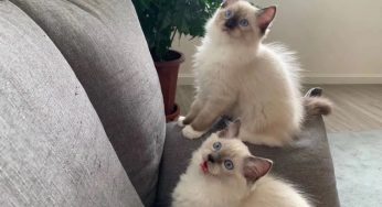 猫咪在这几个地方睡觉，都有着对你爱的暗示