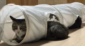 原住猫精力旺盛，领养了猫同伴陪他玩，没想到两猫一起拆家！