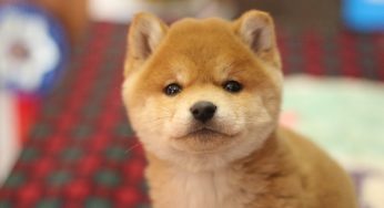 两只小柴犬都很可爱，我该怎么选择？别慌我来教你！