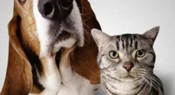 狗和猫的故事