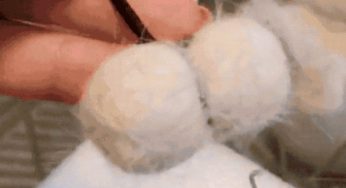 网友用猫毛戳了个球球…猫：我又完整了！