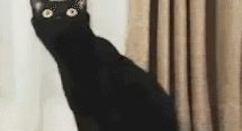 一组猫咪的迷惑行为图片：每张都是铲屎官喜欢猫咪的原因