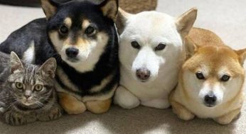 柴犬掉毛怎么办?柴犬掉毛季护理指南！