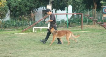 中山宠物寄养狗狗寄养的好地方——伊甸园训犬基地