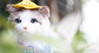 仿真猫咪玩偶，为什么是你？