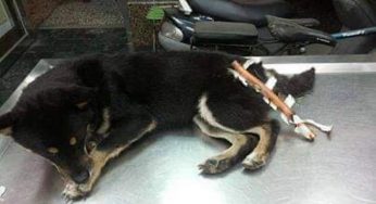 柴犬遭铁管插肛门致心理阴影，新主人用1400天帮其走出阴影！
