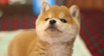 你会买柴犬吗？你知道柴犬多少钱吗？