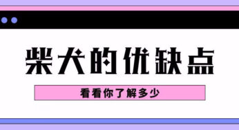 柴犬的优缺点，你了解多少？