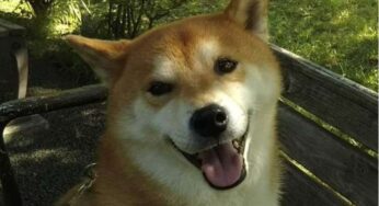 我与柴犬的故事