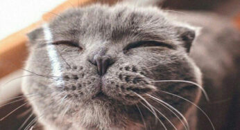 新买的猫咪不会使用猫砂盆，该怎么训练？