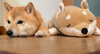 柴犬贵吗？养柴犬会后悔吗？各位铲屎官给点意见！