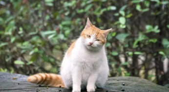 流浪橘猫，和三花猫的爱情故事，它还在等它，可它再也不会回来了
